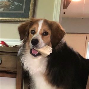 Meet your Posher, Greyson